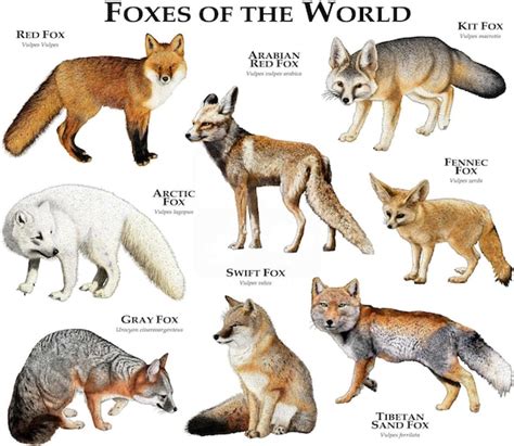 Foxes of the World Poster Print | Etsy