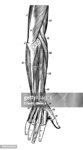 Wrist Forearm Anatomy Photos And Premium High Res Pictures Getty Images