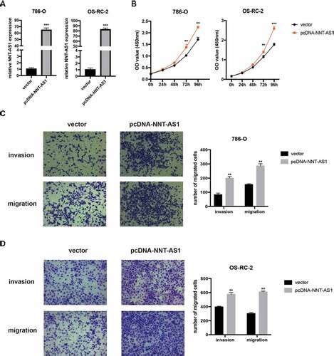 Full Article The Long Non Coding Rna Nnt As1 Promotes Clear Cell Renal