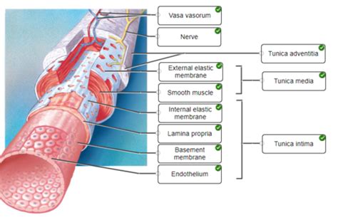 A P II Blood Vessel LAB Flashcards Quizlet