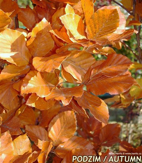 Fagus Sylvatica Atropunicea Havlis Cz