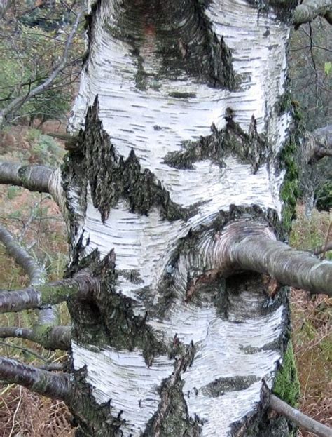 Bark Tree Guide Uk Tree Identification By Type Of Bark