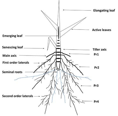 Developmental Stages Of Leaf And Root Bearing Phytomers Pr At The Download Scientific Diagram