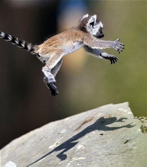 Baby Lemur in the air | Baby lemur, Lemur, Animals wild