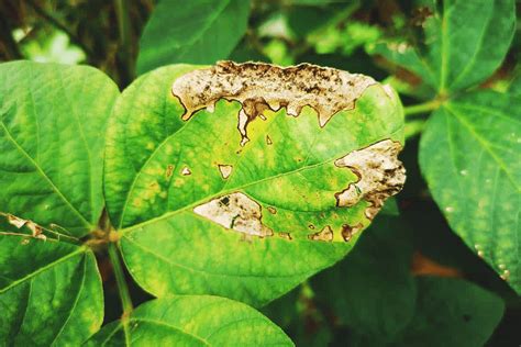 Phoma Blight Disease: Symptoms, Treatment, and Prevention Strategies