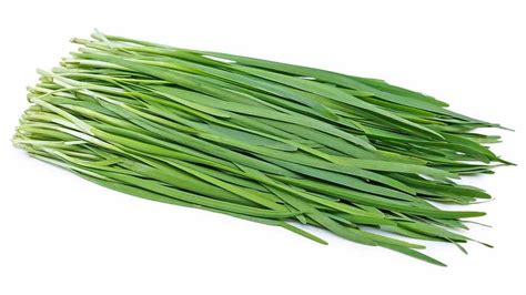 معرفی، شرایط نگهداری و اقلیم مناسب تره Chives آریس