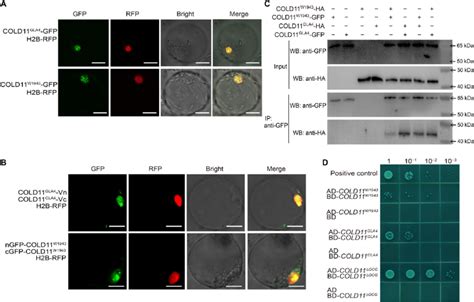 Subcellular Localization And Dimer Formation Analysis For COLD11 A