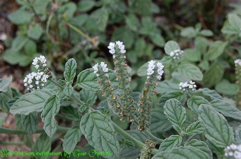 Heliotropium europaeum | Gino Cherchi | Flickr