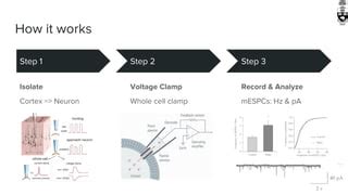 Synaptic homeostasis hypothesis synaptic depression during sleep | PDF 