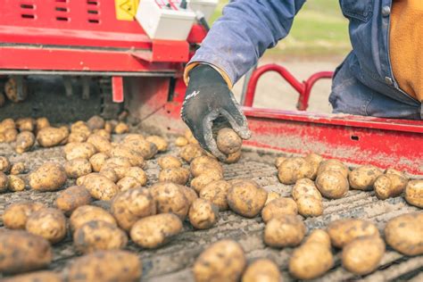 Reis Van De Aardappel Oogsten En Sorteren Visit Wadden