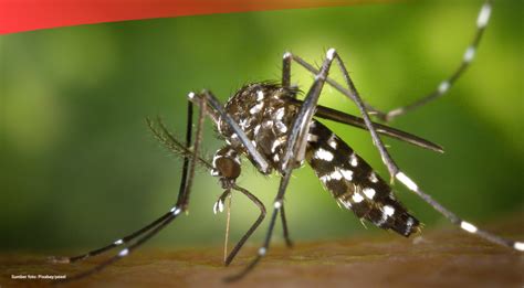 Ada Kasus Demam Berdarah Dengue Di Indonesia Pada