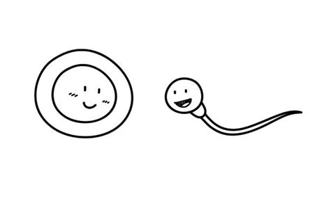 Cartoon Of The Sperm And Egg Illustrations Royalty Free Vector