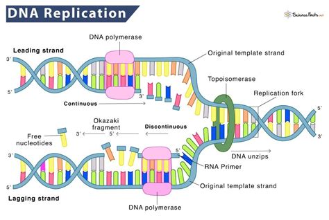 DNA Replication – Definition, Process, Steps, & Labeled Diagram | Dna replication, Dna ...