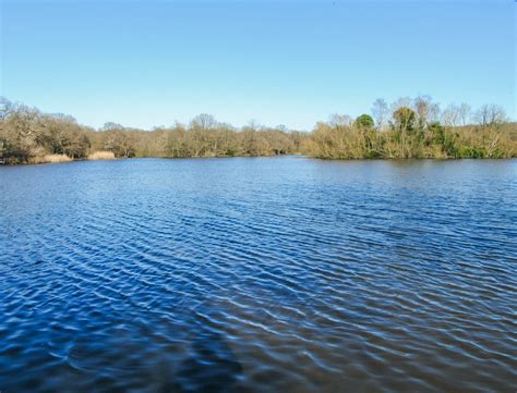 Epping Forest Walks: A Guide To The Forest's Best Trails