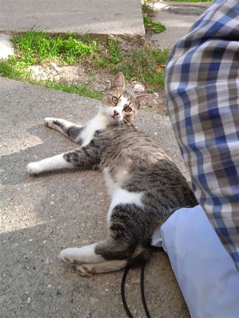 A Gray And White Cat Laying On The Ground Next To A Persons Leg