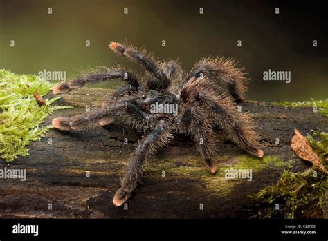 Pink Toe Tarantula, Metallic Pinktoe Tarantula (Avicularia metallica ...