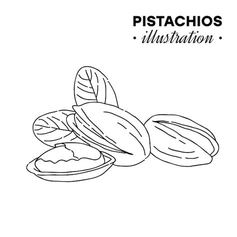 Premium Vector Hand Drawn Pistachios Illustration