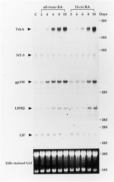 Northern Blot Analysis Of TrkA Neurotrophin 3 Gp130 LIFR And