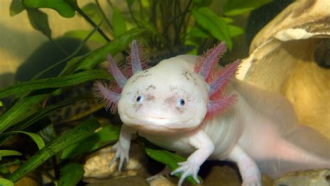 Best Axolotl Breeding Complete Updated Guide 2024