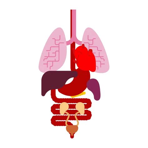 Human Anatomy Organs Internal Systems Man Body Organs Medical Systems ...