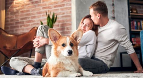 Ti Sei Mai Chiesto Se Il Tuo Cane Ti Considera Come Un Genitore Ecco