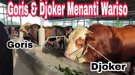 Goris Idola Dewi Persik Djoker Siap Menanti Wariso Setia Farm Di