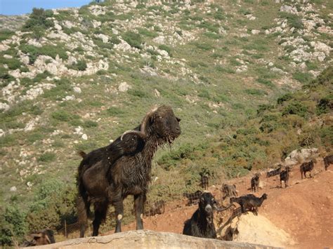 Graubehaarte Zistrose Aus Kreta Cistus Incanus From Creta Labdanum