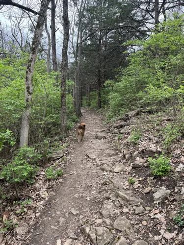 Best Wild Flowers Trails In Shawnee Mission Park Alltrails