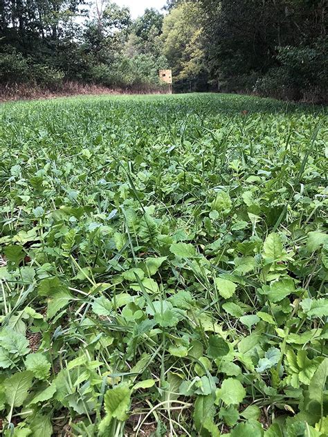 Alfalfa Clover Food Plot Seeds For Deer Perennial Food Plot Seed