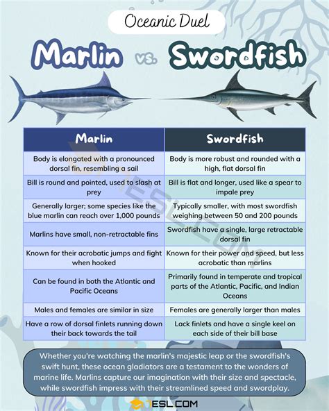 Marlin Vs Swordfish Understanding The Differences • 7esl