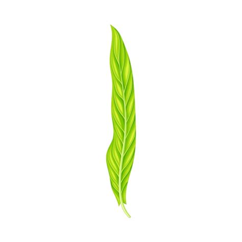 Premium Vector Fern Or Frond Leaf With Erect Stem Vector Illustration