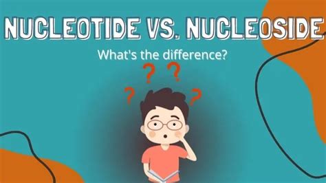 Difference Between A Nucleotide And A Nucleoside?