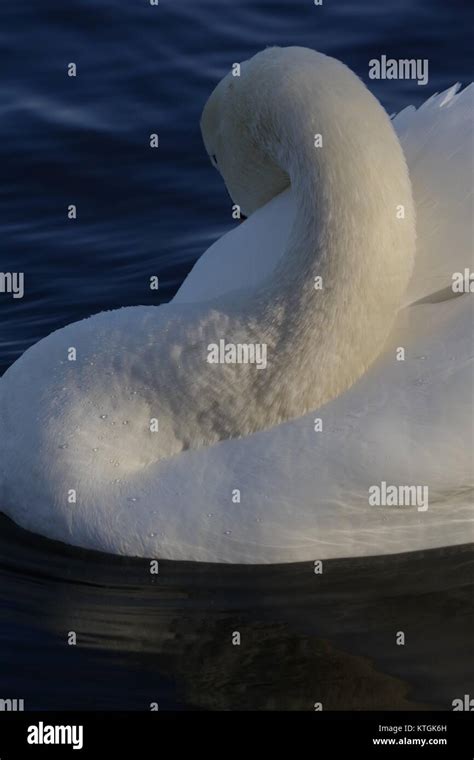 Mute Swan Cygnus Olor Long Neck On The Serpentine Hyde Park London