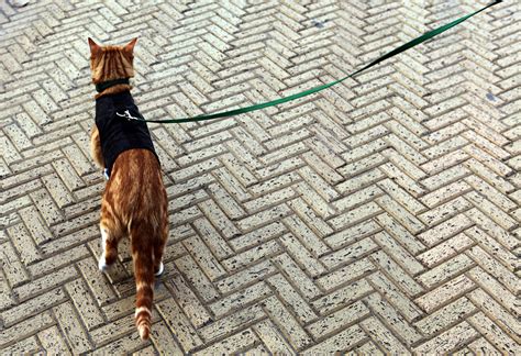 Training A Cat To Walk On A Leash The New York Times