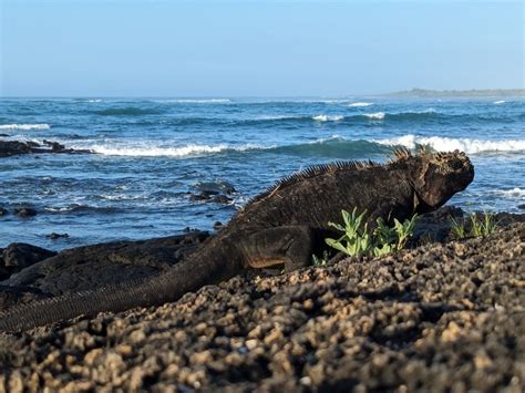 Imagen Gratis La Iguana Marina De Gal Pagos Amblyrhynchus Cristatus