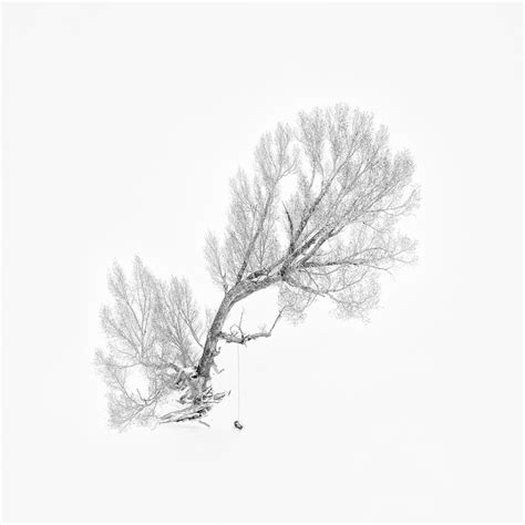 Lone Tree In Winter Aerial View Photograph By Mei Xu Fine Art America