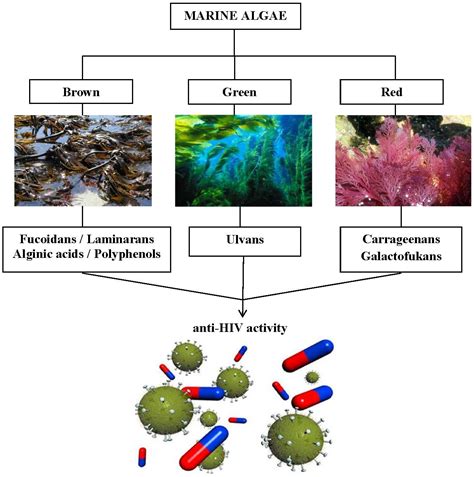 Metabolites Free Full Text Marine Algae Metabolites As Promising