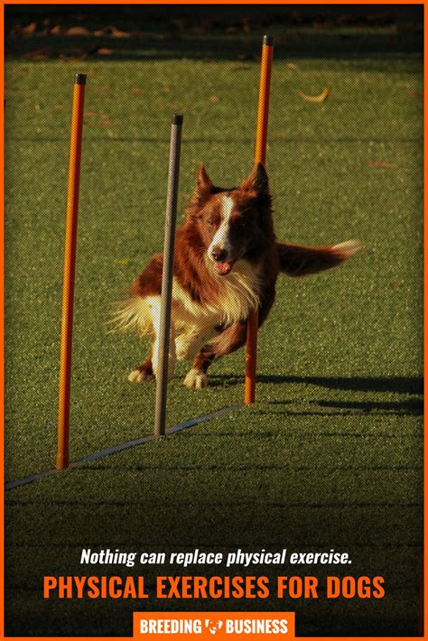 Laser Pointers for Dogs – Concerns of Blindness Due To Red Laser Dots