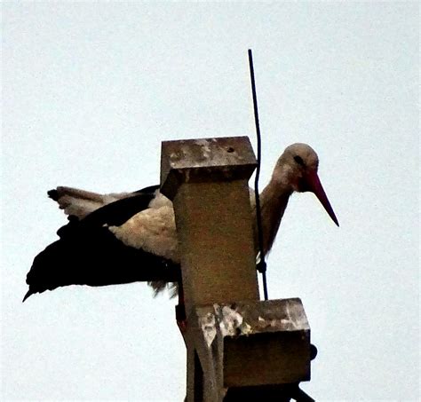 Wei Storch Wei Storch Ciconia Ciconia C Harald Vorberg