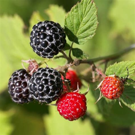 Black Raspberry Rubus Hybrid My Garden Life