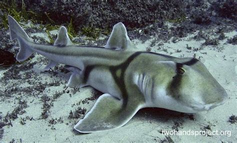 Port Jackson Shark Heterodontus Portusjacksoni Nsw