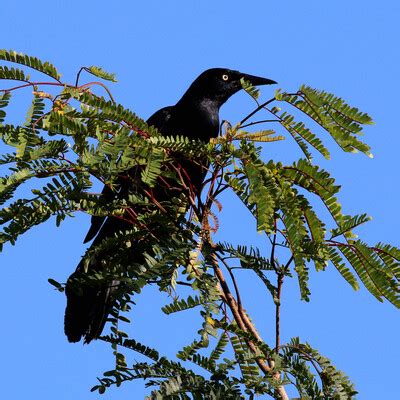 Greater Antillean Grackle Quiscalus Niger Birdweather