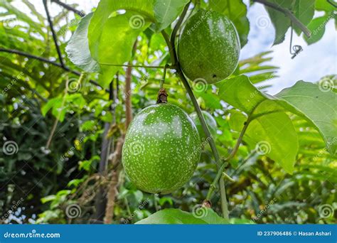 Unripe Passion Fruit On The Tree Passion Fruit Belongs To The Genus