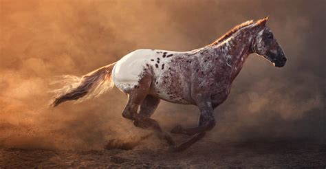 5 Things About The Spectacularly Spotted Appaloosa Horses You Probably