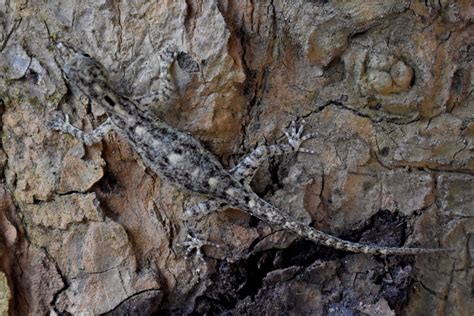 camouflage lizard Free Photo Download | FreeImages