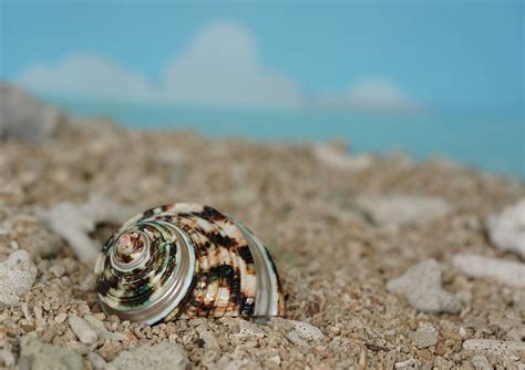 Conch Shell Beach - Free photo on Pixabay