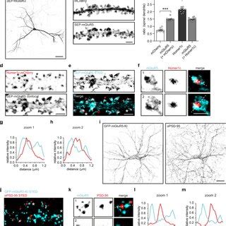 Mglur Is Organized In Perisynaptic Nanodomains A Reconstruction Of