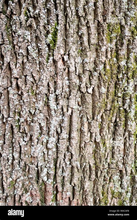 Vertical Natural Background Bark Of Old Maple Tree Acer Platanoides