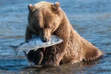 T Tulo Barriga Alpinista Donde Viven Los Osos Y Que Comen Indomable