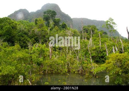 Thailand Mangroven im Tha Pom Sumpf und Wald Krabi Küste Tha Pom